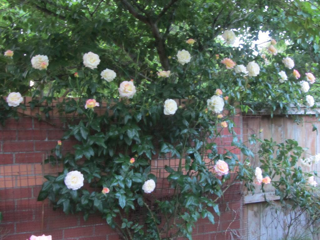 Airport Stableford B&B Christchurch Exteriör bild